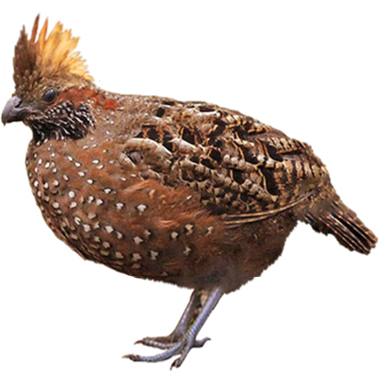 Spotted Wood Quail